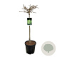 Ginkgo bil. 'Mariken' 80 cm stam 15L
