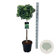 Ginkgo bil. 'Mariken' 80 cm stam 15L
