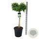 Ginkgo bil. 'Mariken' 80 cm stam 30L