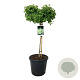 Ginkgo bil. 'Mariken' 80 cm stam 30L