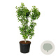 Ginkgo bil. 'Millstone' 175-200 cm cont. 90L extra
