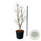 Ginkgo bil. 'Millstone' 175-200 cm cont. 90L extra