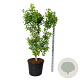Ginkgo bil. 'Millstone' 175-200 cm cont. 90L extra