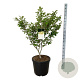Hamamelis int. 'Arnold Promise' 80-100 cm cont. 55L extra
