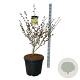 Hamamelis int. 'Arnold Promise' 80-100 cm cont. 55L extra