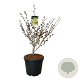 Hamamelis int. 'Arnold Promise' 80-100 cm cont. 55L extra