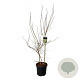 Heptacodium miconioides 150-175 cm 30L extra
