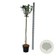 Hibiscus syr. 'Marina' 120 cm stam 15L