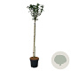 Hibiscus syr. 'Marina' 120 cm stam 15L