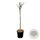 Hibiscus syr. 'Woodbridge' 90 cm stam 15L
