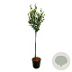 Hibiscus syr. 'Woodbridge' 90 cm stam 15L