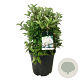 Hydrangea pan. Early Harry 50-60 cm 30L