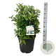 Hydrangea pan. Early Harry 50-60 cm 30L