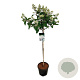 Hydrangea pan. Early Harry 90 cm stam 15L