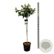 Hydrangea pan. Early Harry 90 cm stam 15L