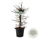 Hydrangea petiolaris 125-150 cm cont. 55L extra