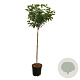 Hydrangea pan. 'Limelight' 120 cm stam 15L