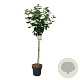Hydrangea pan. 'Polar Bear' 90 cm stam 15L