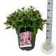Hydrangea s. Magic Pillow 40-50 cm 14L