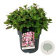Hydrangea s. Magic Pillow 40-50 cm 14L