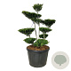 Ilex crenata 'Blondie' 125-150 cm cont. 180L bonsai