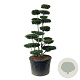 Ilex crenata 'Green Hedge' 175-200 cm cont. 230L bonsai