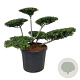 Ilex crenata 'Stokes' 60-80 cm cont. 90L bonsai