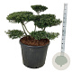 Ilex crenata 'Stokes' 80-100 cm cont. 90L bonsai