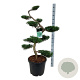 Juniperus virg. 'Grey Owl' 125 cm 45L bonsai
