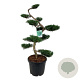 Juniperus virg. 'Grey Owl' 125 cm 45L bonsai