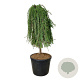 Larix kaempf. 'Stiff Weeper' 120 cm stam cont. 90L extra