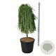 Larix kaempf. 'Stiff Weeper' 120 cm stam cont. 90L extra