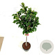 Magnolia 'Genie' 80 cm stam 15L