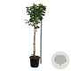 Magnolia 'Pink Beauty' 120 cm stam cont. 55L extra
