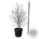 Magnolia loebneri 'Mag's Pirouette' 125-150 cm cont. 55L extra