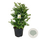 Magnolia loebneri 'Wildcat' 100-125 cm cont. 55L extra