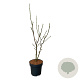 Magnolia soul. 'Cameo' 80-100 cm 15L