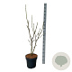 Magnolia soul. 'Cameo' 80-100 cm 15L