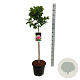 Magnolia soul. 'Satisfaction' 80 cm stam 15L