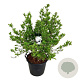 Magnolia stellata 100-125 cm cont. 55L extra