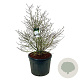 Magnolia stellata 125-150 cm cont. 130L solitair