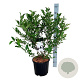 Magnolia stellata 80-100 cm 15L