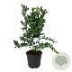 Magnolia stellata 80-100 cm 30L extra