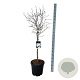 Magnolia stellata 80 cm stam 30L