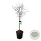 Magnolia stellata 80 cm stam 30L
