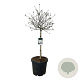 Magnolia stellata 90 cm stam cont. 55L extra