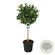 Magnolia stellata 90 cm stam cont. 55L extra