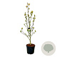 Magnolia 'Sunsation' 225-250 cm cont. 55L extra