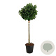 Magnolia 'Susan' 120 cm stam cont. 55L extra
