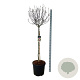 Magnolia 'Susan' 150 cm stam cont. 55L